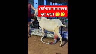 মেশিন দিয়ে ছাগলের দুধ দহন [upl. by Ynattyrb350]