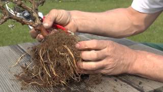 Topfpflanze wird zum Bonsai  Duftheckenkirsche  Update 29062013 [upl. by Enywad]