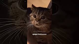 Uyuya Kaldım Kedi Remix by okanferhat [upl. by Esined378]