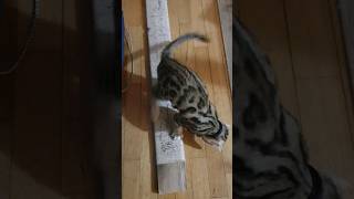 Febo tries catnip for the first time hes 15 weeks old funnyanimals cat funny cute [upl. by Ancilin]