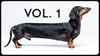 Doxie Din bloopers vol 1 Cute amp funny dachshund dog video [upl. by Yednarb]