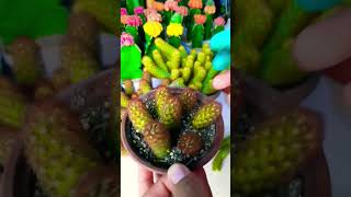 Ways to propagate Mammillaria elongata Succulent plant succulents plants cactus propagation [upl. by Schubert800]