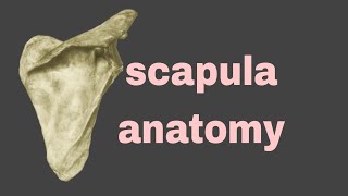 Scapula anatomy [upl. by Neret]