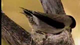 How birds camouflage their nests  David Attenborough  BBC wildlife [upl. by Gal]