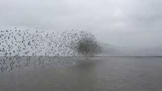 The Laguna Madre  Shorebird Mayhem [upl. by Fredek]