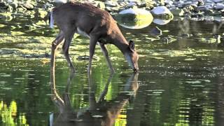 Like A Deer That Longs For Running Streams  Psalm 42  by Glen Shulfer [upl. by Harbard431]