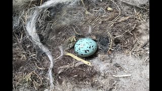 Jackdaws Lay 1st Egg [upl. by Lymann]