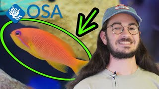 All About Anthias [upl. by Stacia]