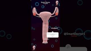 Anatomy of Uterus amp Ovary  like youve never seen it before ♀️ [upl. by Enyledam]