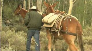 USFS  Pack Mule Program [upl. by Elegna912]