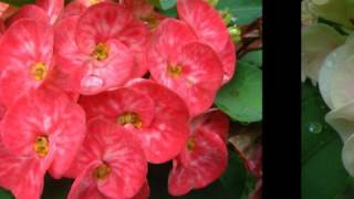 Euphorbia varieties in vivid colors [upl. by Carrelli]