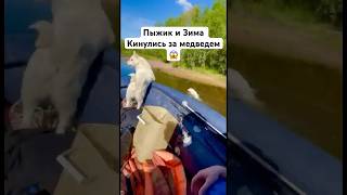 Рыбалка Собаки учуяли МЕДВЕДЯ 🐻 Magadan fishing tour travel рыбалка Магадан nature fish [upl. by Neeruam341]