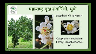 8 उंडी Undi Calophyllum inophyllum [upl. by Kwapong]