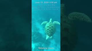 Snorkeling amp turtle appearance 스노클링 amp 거북이 shorts malaysia travel Tawau Semporna Mataking [upl. by Kieryt]