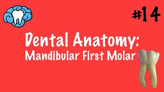 Dental Anatomy  Mandibular First Molar  INBDE [upl. by Takakura]