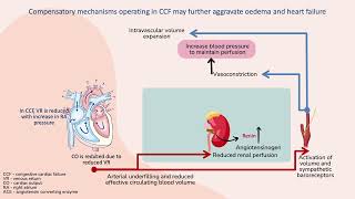 Baroreceptor and RAAS activation in congestive cardiac failure [upl. by Fransis]