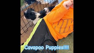 Cavapoo Puppies Adorable Puppies puppy cavapooworld cute cavapoo cutepet cutepuppy [upl. by Ellenrahs]