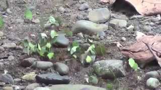 Leafcutter Ants Costa Rica [upl. by Adamek378]