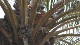 African Grey Parrots [upl. by Ennairod163]