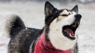 Husky Talks About His First Ever Snow Storm [upl. by Jasisa]