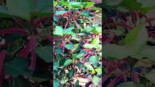 Acalypha Hispidacats tailbeautifulviral youtubeshorts [upl. by Anyad]