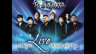 Alacranes Musical quotNo Voy A Llorarquot En Vivo Desde Mexico [upl. by Oirrad]