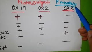 Rickettsia simplified  Part 3  Pathogenesis and Weil  Felix test [upl. by Creedon]