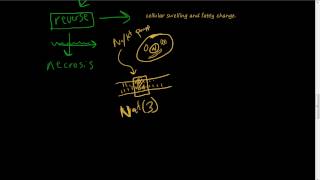 6  Morphology of injured cells reversible damaged cells sodium potassium pump [upl. by Olnek]