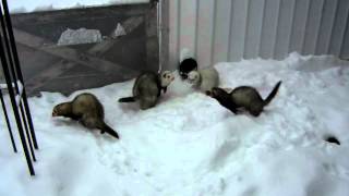 Ferrets playing in snow [upl. by Harrison]