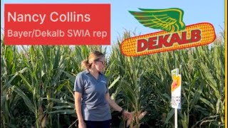 Dekalb seed plot varieties SW Iowa [upl. by Vincelette]