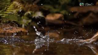 雙冠蜥的水上飄 The Basilisk lizard water walking [upl. by Danforth]