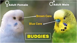 Difference between male and female budgies Young and Adult Budgies  Gender identification of Budgie [upl. by Annodas]