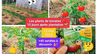 🍅 Les tomates 15j après plantation tour des 40 variétés 👌🧐 [upl. by Aletta]