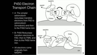 Cytochrome P450 Electron Sources P450 Reductase or Adrenodoxin [upl. by Ynaoj]