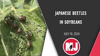 Crop Talk  Japanese Beetles  July 19 2024 [upl. by Areehs716]