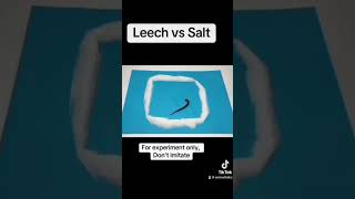 Leech vs Salt [upl. by Dulciana]