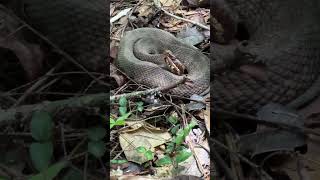 2 Camouflaged Water Moccasins herping wildlife reptiles nature herpetology [upl. by Letreece935]