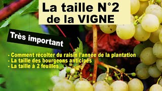 Taille N°2 de la vigne  bourgeons anticipés taille à 2 feuilles une récolte dès la 1ère année [upl. by Toscano]