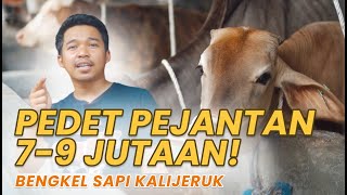 Jual Pedet Pejantan Murah [upl. by Leis]