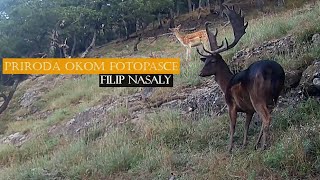 Leto okom fotopasce  Summer through trail camera   Filip Nasaly 2023 [upl. by Sartin116]