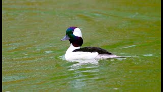 Bufflehead 巨頭鵲鴨 [upl. by Suivatna]