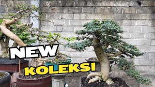 Bonsai Inspirasi Di Mas Reza Kempas Kempis [upl. by Dallon597]