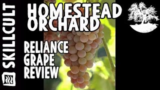 Reliance Seedless Grape Review [upl. by Apur875]