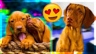 Vizsla Funny Viral Moments Vizslas Recent Cute Adorable Compilation [upl. by Ahsieyt]