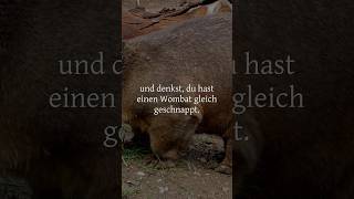 Was macht ein Wombat wenn es angegriffen wird [upl. by Yelrihs551]