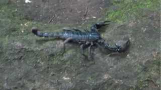 Asian forest scorpion in Khao Yai National Park [upl. by Doersten]