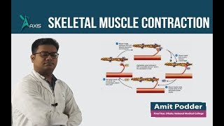 Skeletal Muscle Contraction বাংলা [upl. by Letrice996]