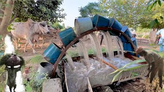 Traditional Irrigagation of water lifting with Bulls  Persian wheel Tindaan wala Khoh Rural Life [upl. by Brig]