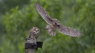 Spotted Owlet । Spotted Owlet call । Owl । Wildlife Photography । Birding । Ujjal SarkarRocky [upl. by Quinlan]