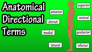 Anatomical Position And Directional Terms  Anatomical Terms  Directional Terms Anatomy [upl. by Refenej]